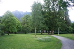 Birch tree in a park in Garmisch-Partenkirchen