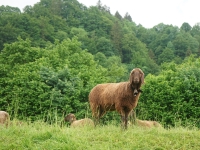 Garmish-Partenkirchen, Mittenwald, Innsbruck. May-June 2022 2022. Lamb on the way to Partnach Gorge