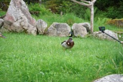 Duck at Eibsee lake