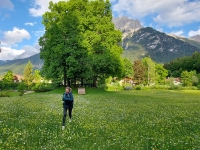 Garmish-Partenkirchen, Mittenwald, Innsbruck. May-June 2022 2022. Olchun tramples the grass in a clearing in Mittenwald