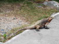 Summer 2008 (Cuba). Iguana in Bucanero