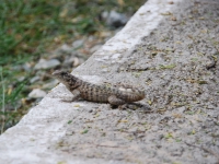 Summer 2008 (Cuba). Bucanero. Another local inhabitant