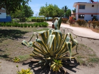 Summer 2008 (Cuba). Mandrake