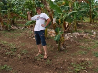Лето 2008 (Куба). Не знал, что бананы растут такими большими пачками