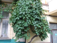 Киев, лето 2009. Виноградная лоза