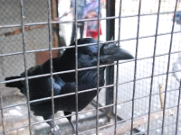 Киев, лето 2009. Ворон
