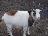 Новый Год 2009 (Амстердам). Тот же козлик вид с боку
