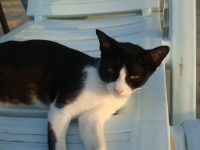 Thailand, Indonesia, Singapore (winter 2010). Skinny and long-eared