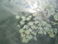 Thailand, Indonesia, Singapore (winter 2010). Leaves
