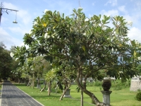 Thailand, Indonesia, Singapore (winter 2010). Tree