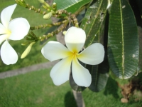 Тайланд, Индонезия, Сингапур (зима 2010). Цветок на дереве