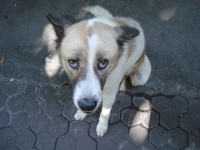 Thailand, Indonesia, Singapore (winter 2010). Dog