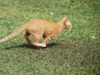 Thailand, Indonesia, Singapore (winter 2010). Ginger-two