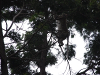 Thailand, Indonesia, Singapore (winter 2010). Climbing Mount Merapi. Monkey