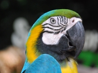 Thailand, Indonesia, Singapore (winter 2010). At the Singapore Zoo. Parrot