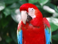Thailand, Indonesia, Singapore (winter 2010). Parrot