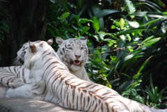 В Сингапурском зоопарке. Белые тигры