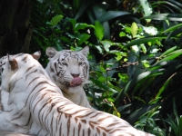 Thailand, Indonesia, Singapore (winter 2010). At the Singapore Zoo. White tigers