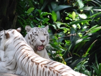 Thailand, Indonesia, Singapore (winter 2010). At the Singapore Zoo. White tigers