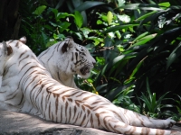 Тайланд, Индонезия, Сингапур (зима 2010). В Сингапурском зоопарке. Белые тигры