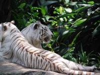 Thailand, Indonesia, Singapore (winter 2010). At the Singapore Zoo. White tigers