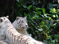 Thailand, Indonesia, Singapore (winter 2010). At the Singapore Zoo