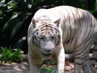 Thailand, Indonesia, Singapore (winter 2010). At the Singapore Zoo