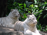 Тайланд, Индонезия, Сингапур (зима 2010). В Сингапурском зоопарке