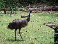 Thailand, Indonesia, Singapore (winter 2010). At the Singapore Zoo. Big Bird