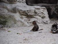 Thailand, Indonesia, Singapore (winter 2010). At the Singapore Zoo. Baboon