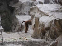 Thailand, Indonesia, Singapore (winter 2010). At the Singapore Zoo. The back of a baboon
