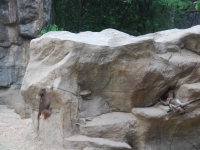 Thailand, Indonesia, Singapore (winter 2010). At the Singapore Zoo