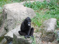 Thailand, Indonesia, Singapore (winter 2010). At the Singapore Zoo