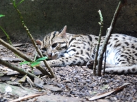 Тайланд, Индонезия, Сингапур (зима 2010). В Сингапурском зоопарке. Леопардовая (бенгальская) кошка. Самое красивое на свете животное!