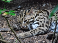 Тайланд, Индонезия, Сингапур (зима 2010). В Сингапурском зоопарке. Леопардовая (бенгальская) кошка.
