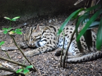 Thailand, Indonesia, Singapore (winter 2010). At the Singapore Zoo. Leopard (Bengal) cat.