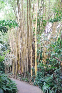 Бамбук