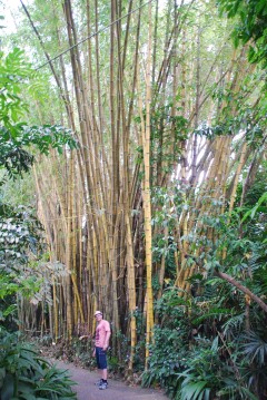 Я и бамбук