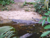 Тайланд, Индонезия, Сингапур (зима 2010). Крокодилы?