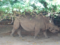 Thailand, Indonesia, Singapore (winter 2010). At the Singapore Zoo. Huge and terrifying