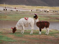Перу и Боливия. Зима-весна 2011. Ламы