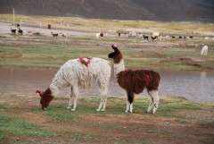 Ламы