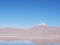 Перу и Боливия. Зима-весна 2011. Много фламинго