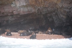 Морские львы и пара пингвинов