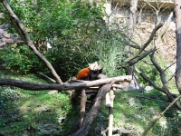 Чехия 2014. Прага, зоопарк, Firefox (огнелис)
