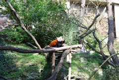 Прага, зоопарк, Firefox (огнелис)