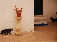 Мальта, март 2014. Кот (не настоящий)