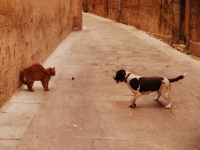 Мальта, март 2014. Собака не знает чем рискует