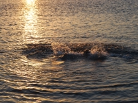 Greece, Rhodes, August-September 2015. gurgle