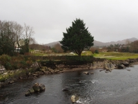 Ireland, March 2015. Tree